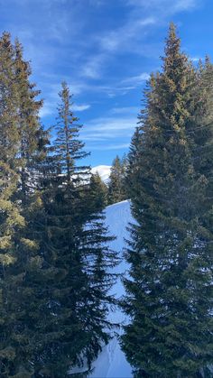 a person riding skis down a snow covered slope next to tall pine trees on a sunny day