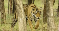 a tiger walking through the woods near some trees