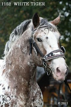 a brown and white horse standing in front of trees with the words, 122 white tiger on it's forehead