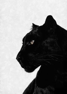 a black cat with yellow eyes is looking off into the distance in front of a white background