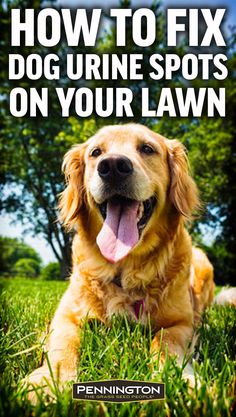 a dog laying in the grass with its tongue out