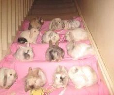 a group of rabbits sitting on top of a pink blanket next to eachother