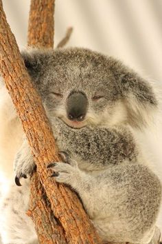 a koala bear sitting in a tree with its head on the limb of a tree