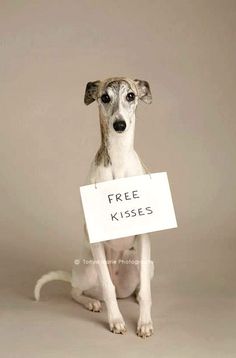 a dog holding a free kisses sign in front of it's face and looking at the camera