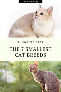 the 7 smallest cat breeds in the world, and their names are on this page