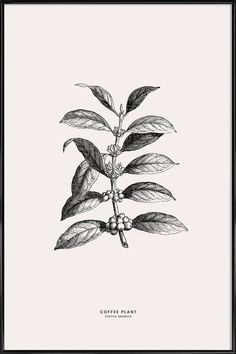 coffee plant on a white background with black and white ink art work in the middle