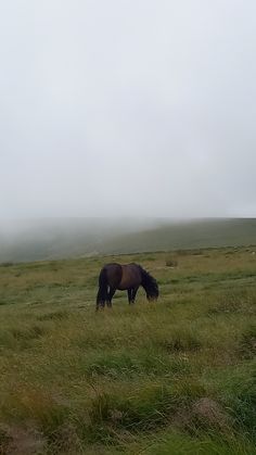 a horse grazing in a field on a foggy day