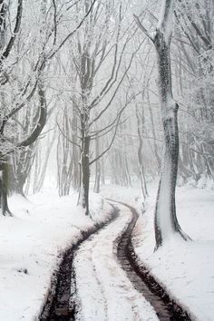 a snow covered road in the middle of a forest