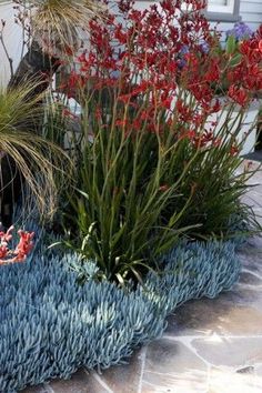 some very pretty plants by the side of a house with blue grass and red flowers