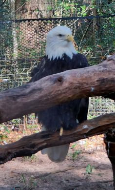 an eagle sitting on top of a tree branch next to a caged in area