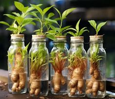 several glass jars filled with plants and roots