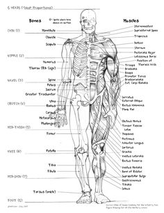 the human body and its major muscles, labeled in black ink on white paper with text