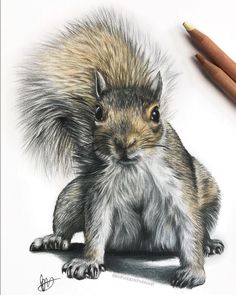 a pencil drawing of a squirrel sitting on the ground