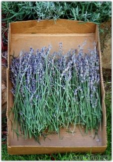 lavender flowers in a wooden box on the grass