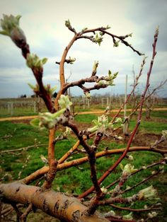 an apple tree with no leaves in the middle of it's fruiting season