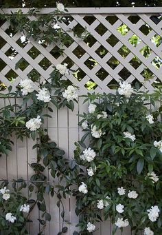 white flowers growing on the side of a fence