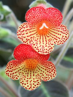 two red and yellow flowers with google logo