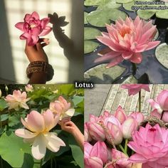 four different pictures with pink flowers and green leaves in the foreground, lotuss in the background