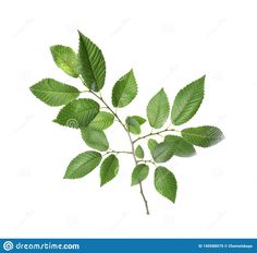 green leaves on white background with clipping