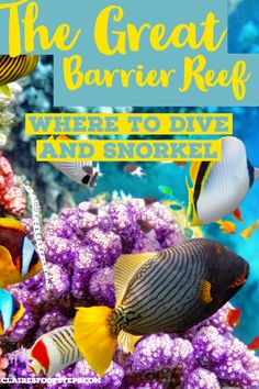 the great barrier reef where to dive and explore