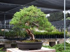 a small bonsai tree in a potted planter on a wooden table with other plants