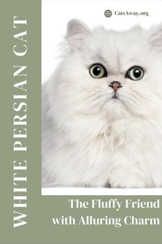 a white fluffy cat with green eyes is looking at the camera and text reads, the fluffy friend with alluring charm