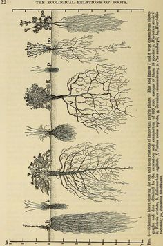 an old book with trees on it and the same tree in different stages of growth