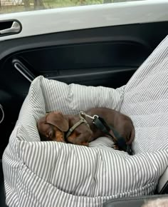 a small dog sleeping in the back seat of a car