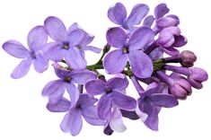 some pink flowers on a white background with clippings to the bottom right side