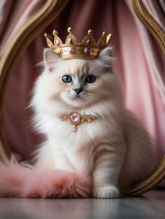 a white cat wearing a gold crown sitting in front of a pink curtain and mirror