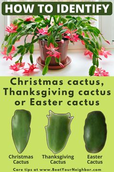 an advertisement for christmas cactus and other plants