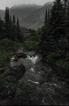 a river running through a lush green forest