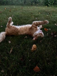 an orange and white cat laying on its back in the grass with it's legs spread out