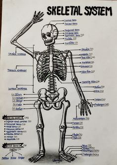 a diagram of the skeletal system on a piece of paper