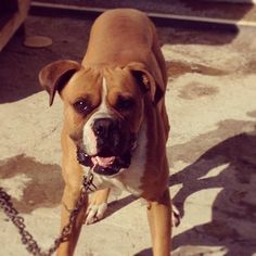 a large brown and white dog standing on top of a cement floor next to a chain