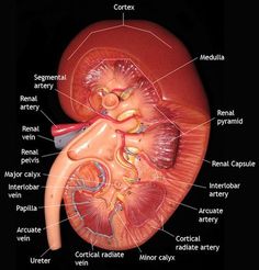 an image of the anatomy of the human heart and its major vessels, including the kidney