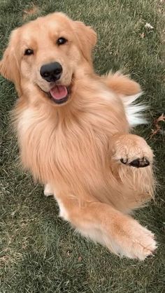 a golden retriever laying on the grass with his paw up to its mouth and tongue hanging out