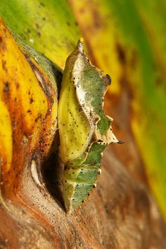 a green and yellow plant with brown spots on it