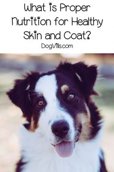 a black and white dog with the words what is proper nutrition for healthy skin and coat?