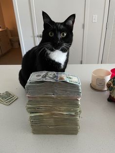 a black and white cat sitting on top of a table next to stacks of money