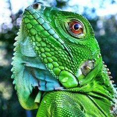 an iguana looking up at the camera