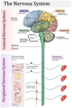 the nervous system and its functions