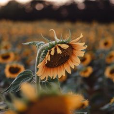 a large sunflower standing in the middle of a field with many other yellow flowers