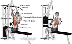 an image of a man doing squats on a bench with the muscles highlighted and labeled