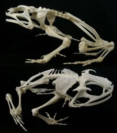 the skeleton of an animal is shown in two different views