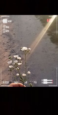 a person holding a flower in their hand with the sun shining down on water behind them