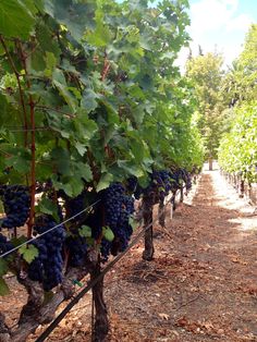 grapes are growing on the vine line in an orchard with many trees and dirt ground