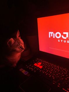 a cat sitting in front of a laptop with the mojave studio logo on it