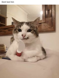 a cat sitting on top of a bed with a toothbrush in it's mouth