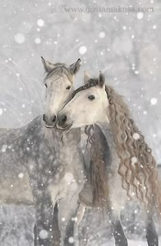 two horses standing next to each other in the snow